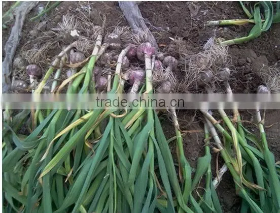 garlic/sweet potato harvester from zhengzhou thoyu machinery SMS:0086-15238398301
