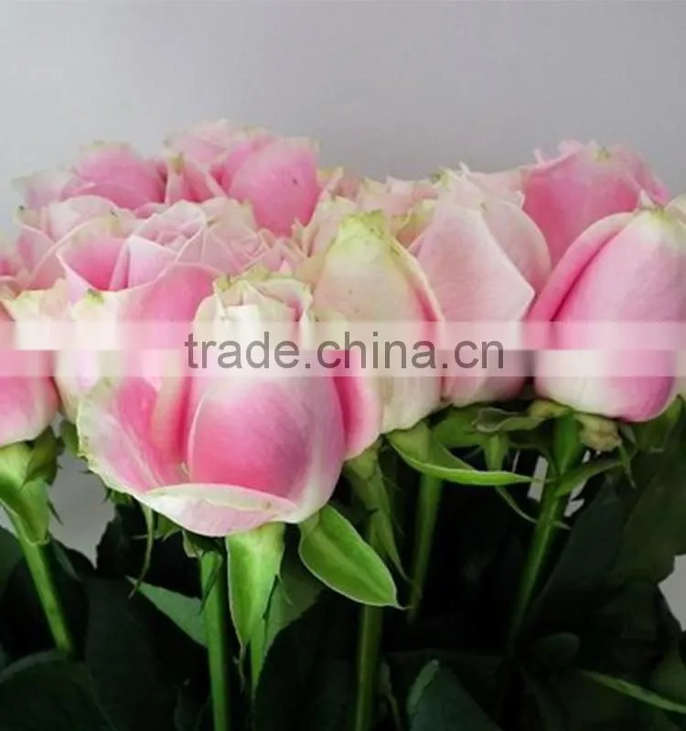 Top quality hot selling malia roses rose plants and jungle roses