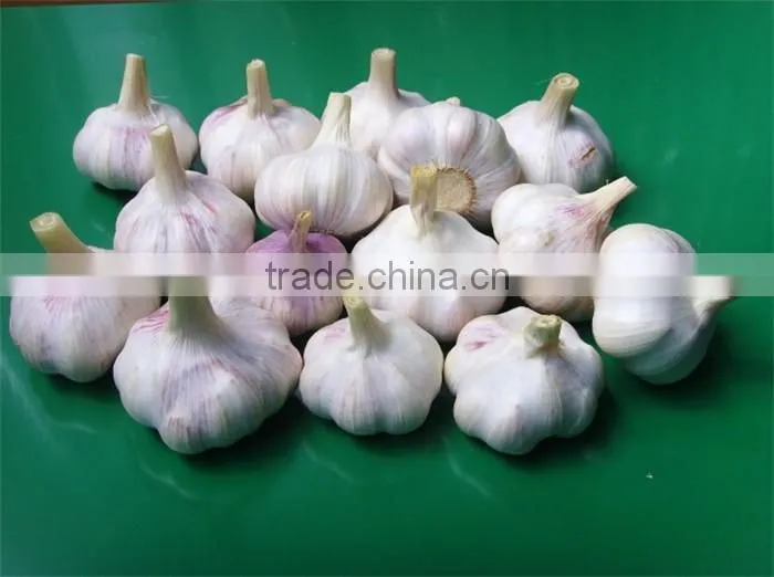 chinese garlic