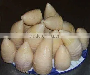 canned bamboo shoot with high quality