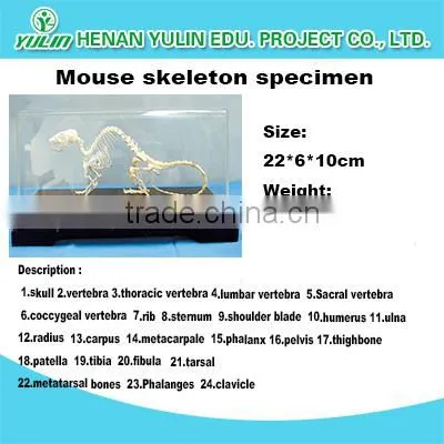 Pigeon skeleton preserved model skeleton for teaching and medical for agriculture