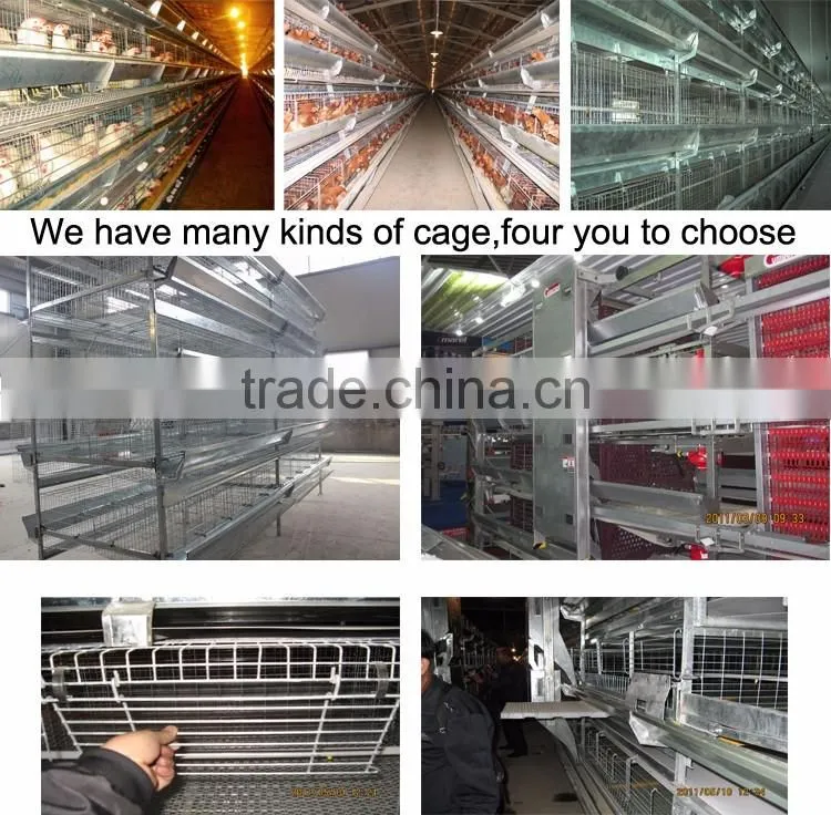 Good quality low price chicken layer cage in china