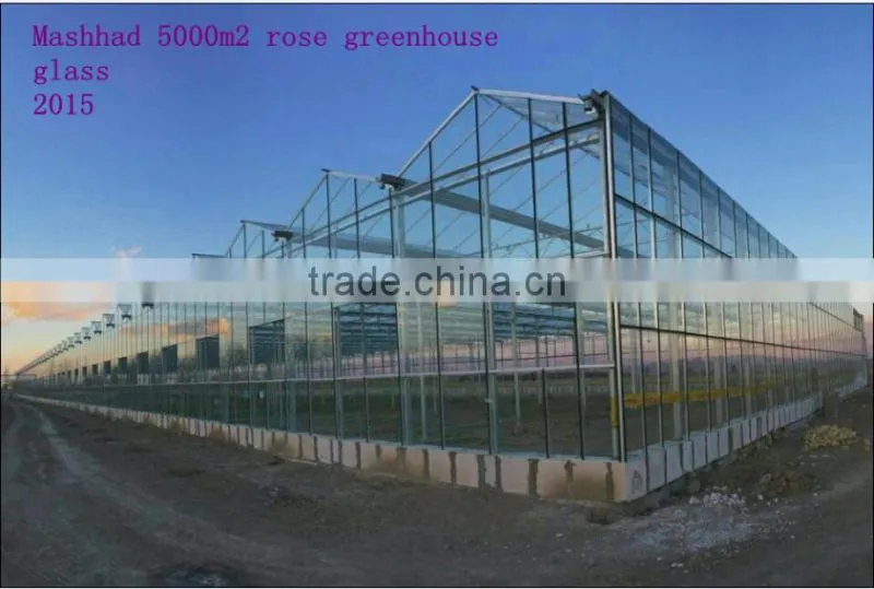 commercial rose multi-span glass green house for sale