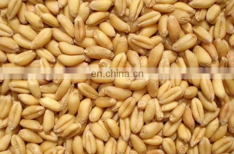 farming machine grain dryer/corn dryer/High Efficiency Agricultural Grain Dryer for Drying Paddy Wheat Maize dryer