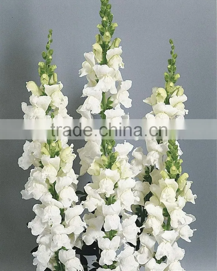 Fashionable top sell white snapdragon flower