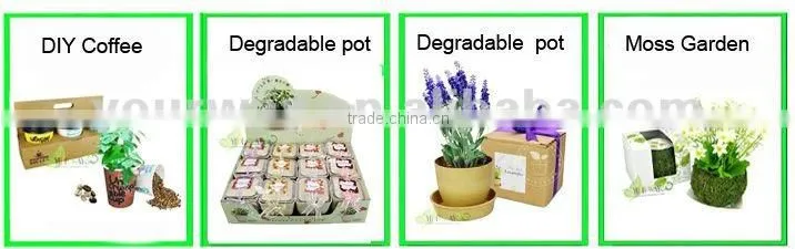 Wooden box mini plant