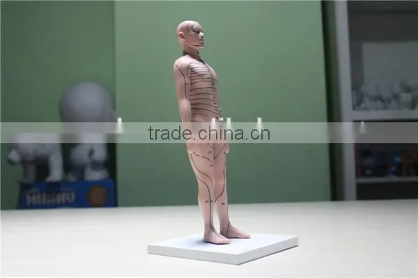 custom human boby model,human torso model ,plastic high quality injection model toy