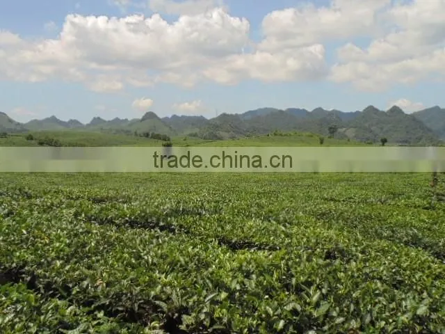 Moc Chau green tea, Son La TEA