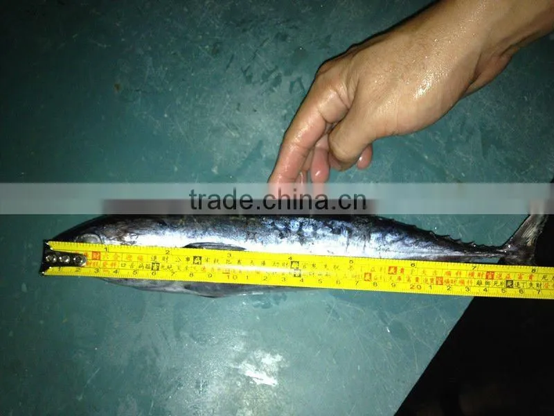 Frozen Skipjack Bonito tuna for Sri Lanka