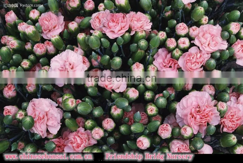 Fresh cut muticolor carnation flower
