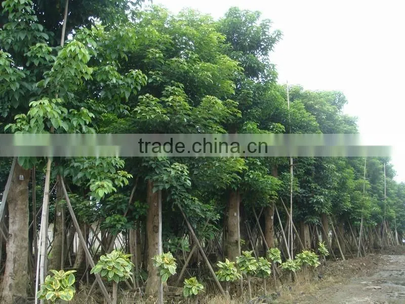 Big size Bischofia polycarpa tree seedling from China