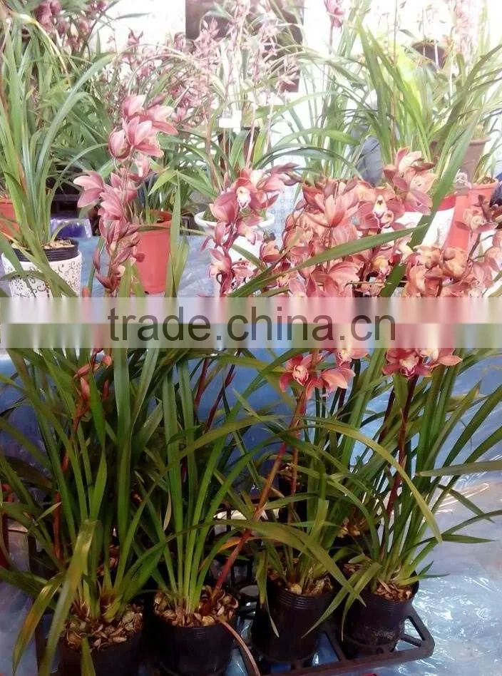 Cymbidium hybridum faberi(Red Pearl)