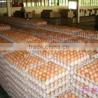 Egg Tray