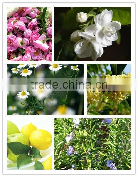 100L Automatic Essential Oil Extractor for plants on sale