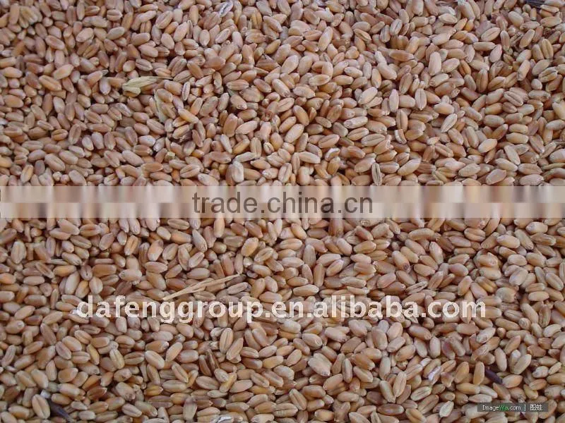 Wheat and Corn combine harvester