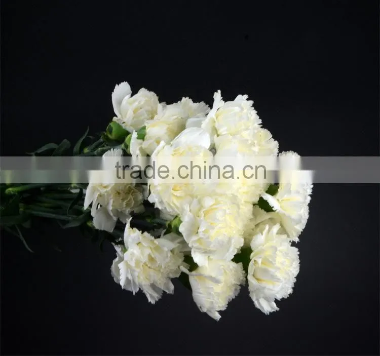 Best quality Snow White carnation flowers export