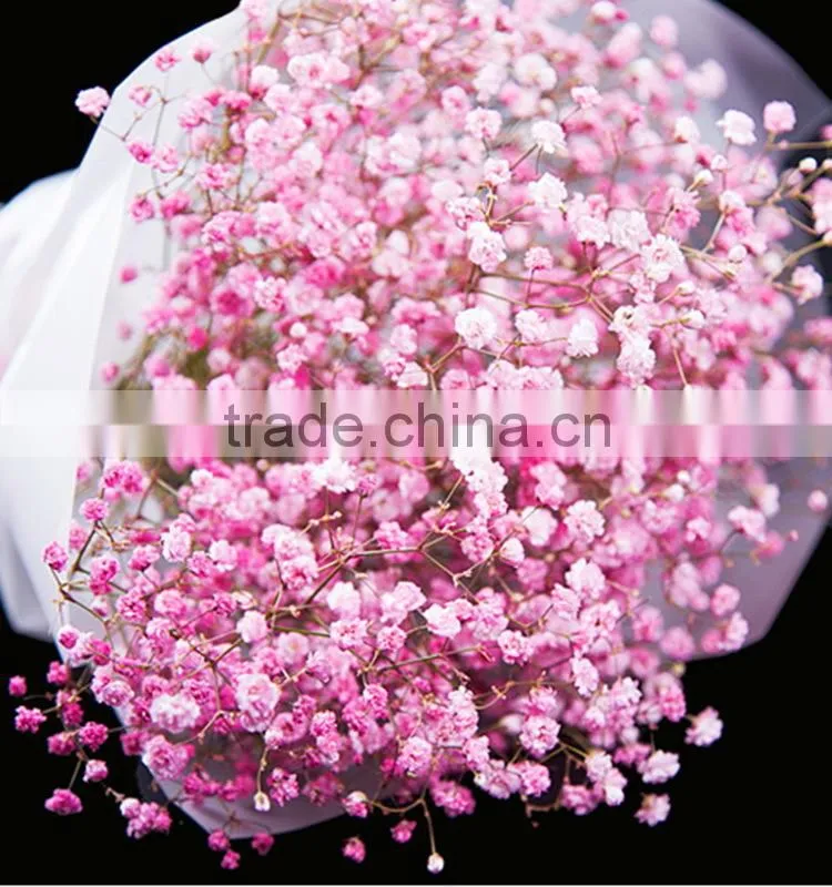 Special unique nature preserved gypsophila