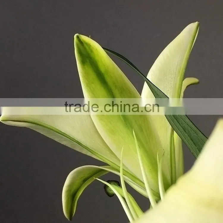 Super quality yellow king colorful small lily flower