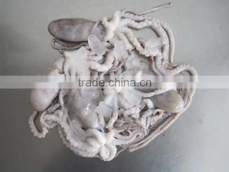 frozen octopus BQF Octopus Of Various Sizes