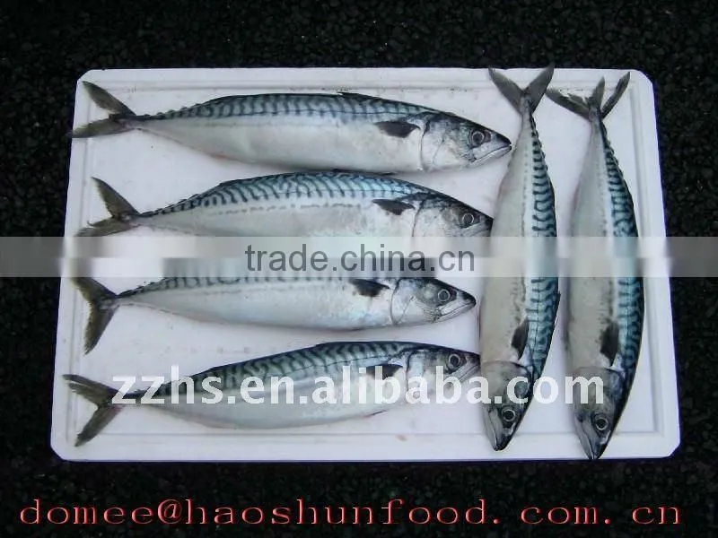 Mackerel canned fish