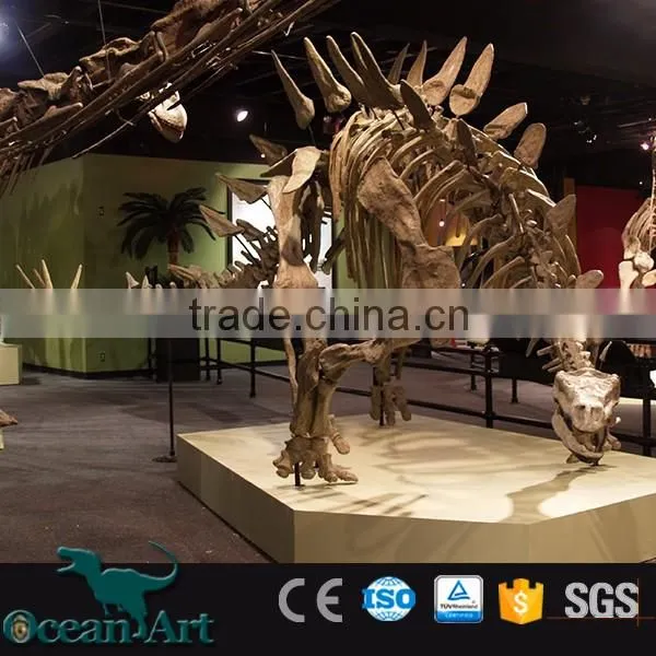 BY-DY-041508 Natural Science Dinosaur Skeleton Model For Museum
