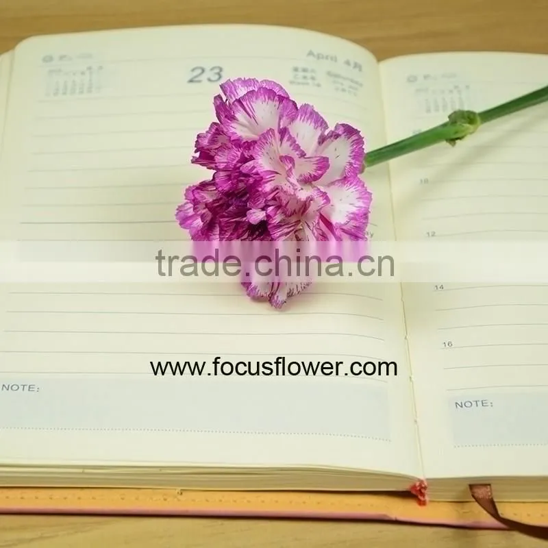 Best Selling Cut Flower Carnations As Gifts Purple Cheap Price Carnation