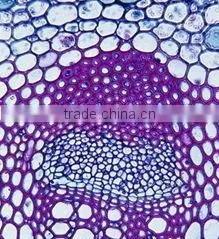 Sunflower Left C.S Individual microscope prepared slide