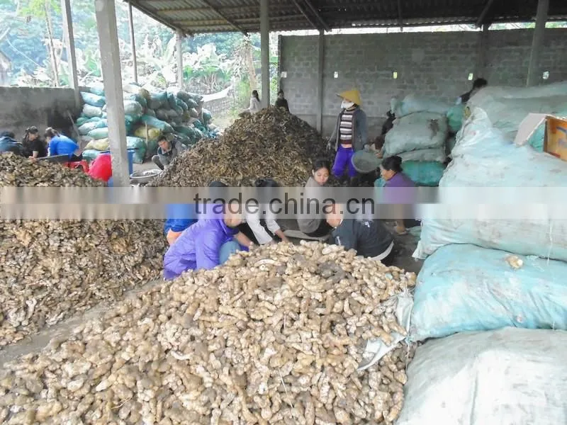 High Quality fresh black Ginger