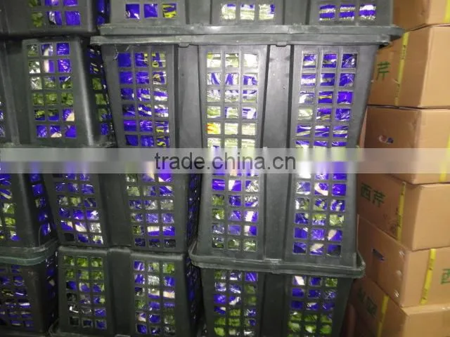 Fresh celery net weight 9kg
