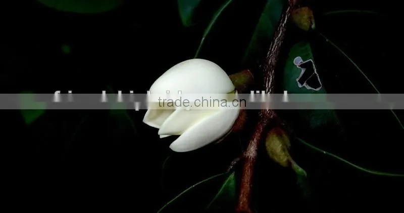 Michelia figo seedling