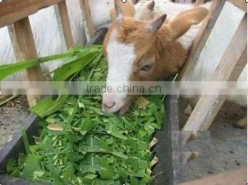 electric ensilage cutter