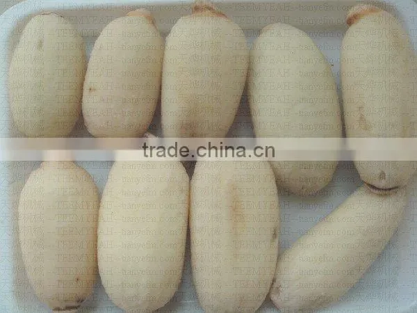 TY-1500A High Quality Radish Washing Machine (Video) Factory