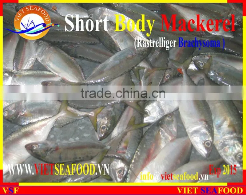 FROZEN SHORT BODY MACKEREL WHOLE ROUND
