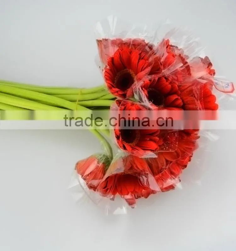 Wide variety Savanna fresh cut red gerbera for decoration