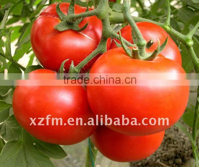 easy open canned tomato paste 70g -4.5kg