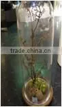 glass domes bell jars