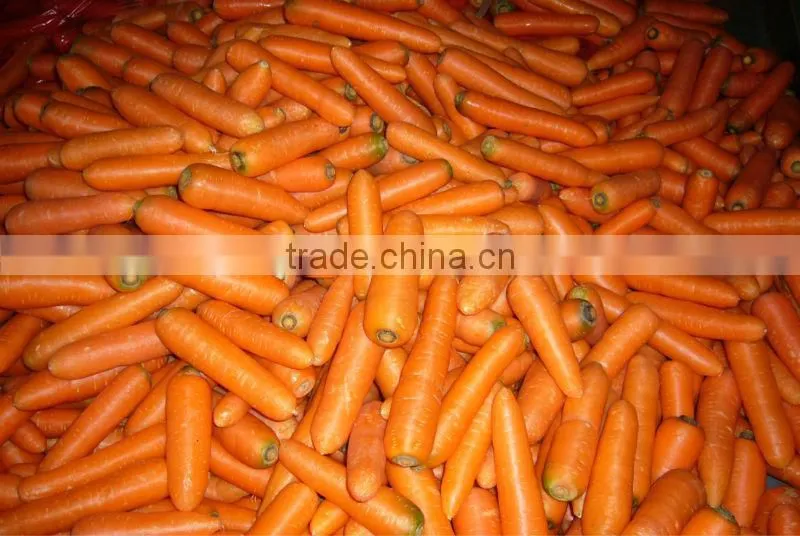 Chinese Carrot Supplier