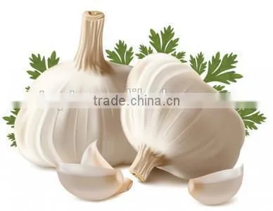 cheapest price new old crop producer of fresh normal white white natural garlic