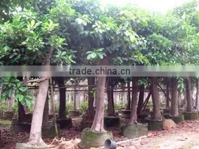 Ficus altissima