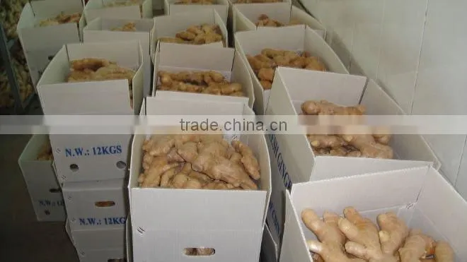 Fresh mature fat ginger