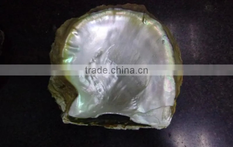Natural big yellowlip mop shell raw material