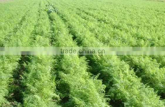 Factory price vegetable seed planter