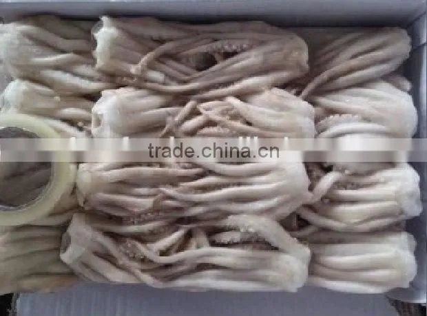 squid tentacle of illex squid