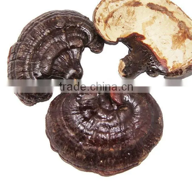 Reishi Slice,Ganoderma lucidum