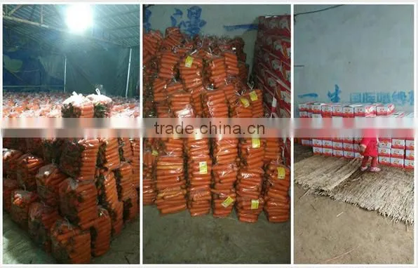 200g-250g bulk vegetables/fresh sweet carrot