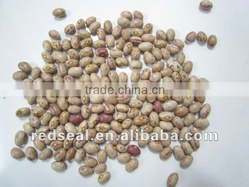 Round shape light speckled kidney beans