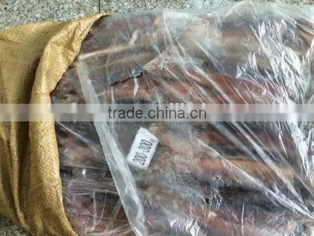 Frozen Squid whole Argentina Illex