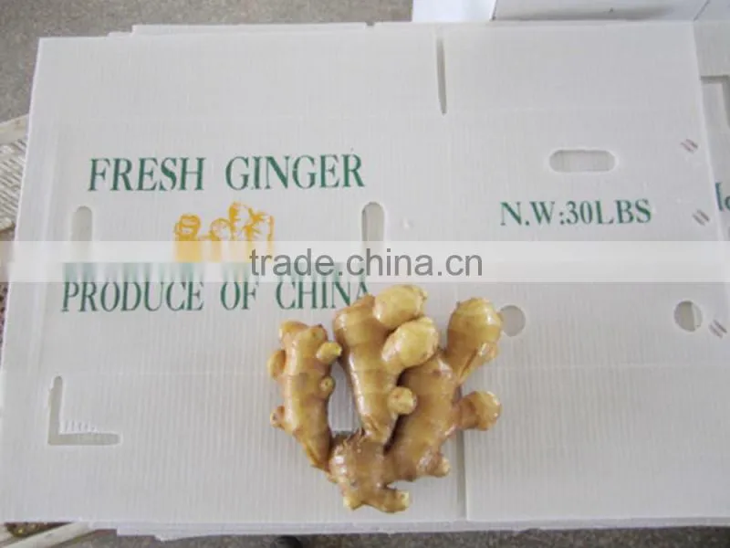2014 new crop top quality fresh ginger market price for ginger