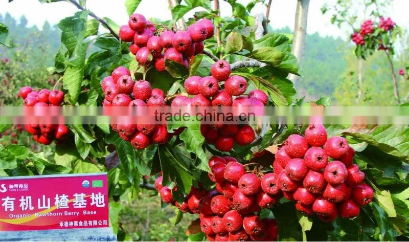 In order to healthy select organic health quick-frozen hawthorn berry fresh fruit