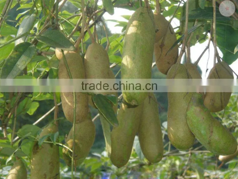 High Quality Rare Fruit Tree Seeds For Planting Holboellia latifolia Wall Seeds